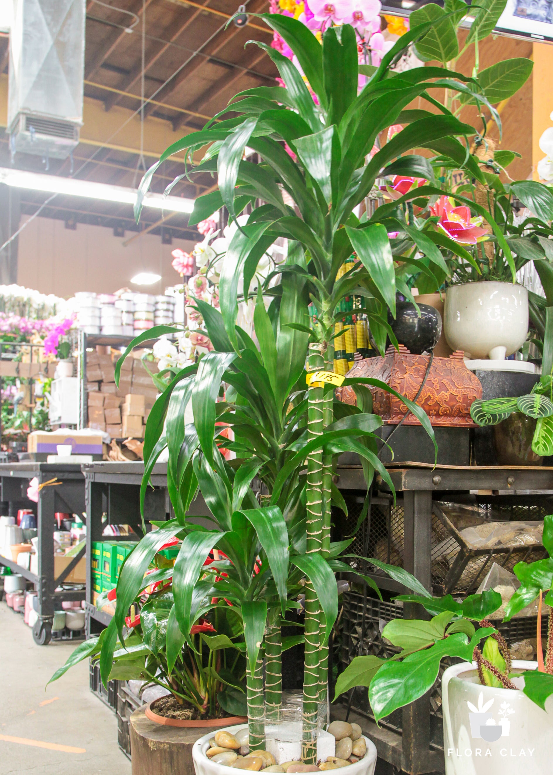 Dracaena Elegance 4 Cane is Lined Tapered Pot
