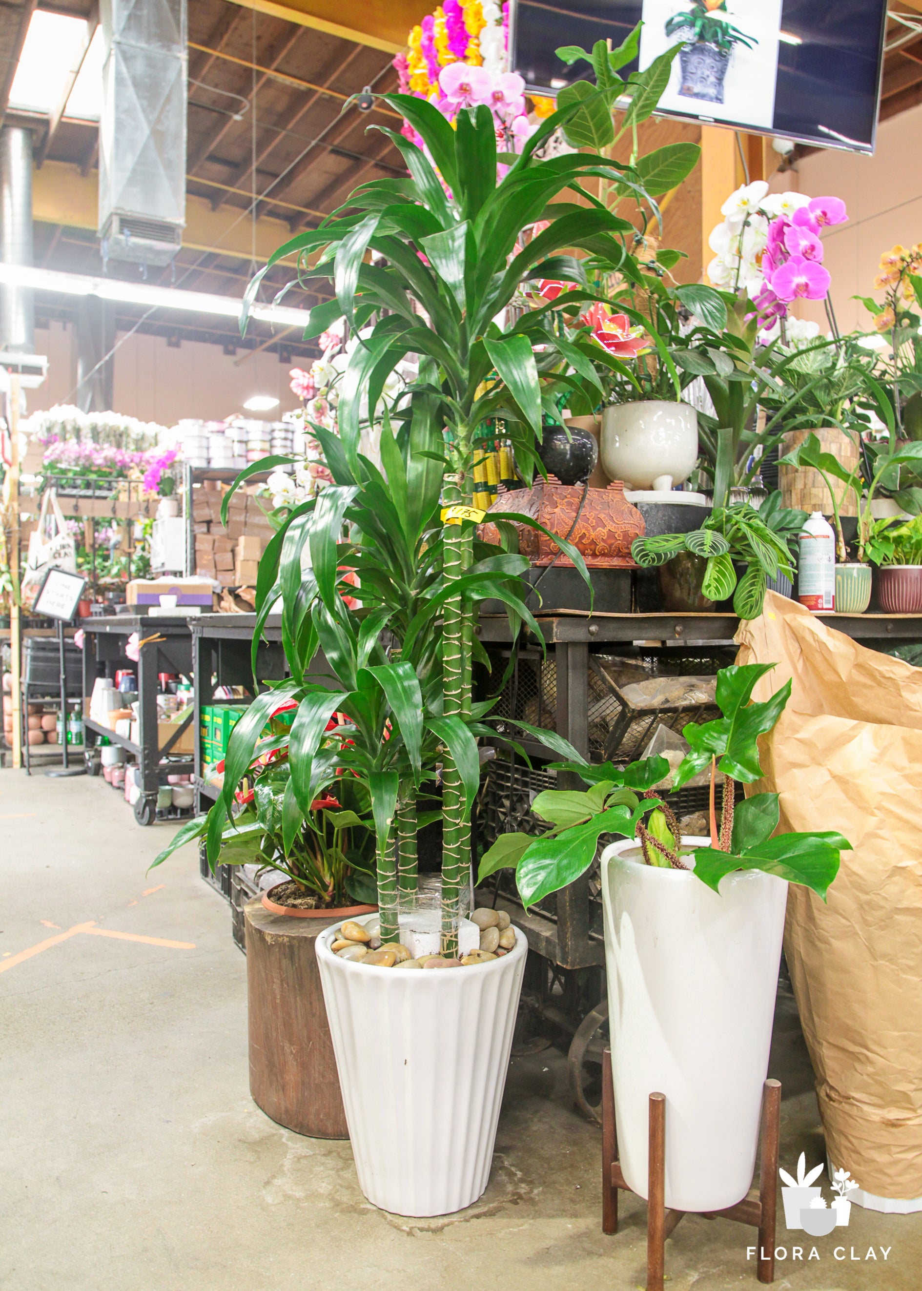 Dracaena Elegance 4 Cane is Lined Tapered Pot