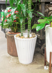 Dracaena Elegance 4 Cane is Lined Tapered Pot