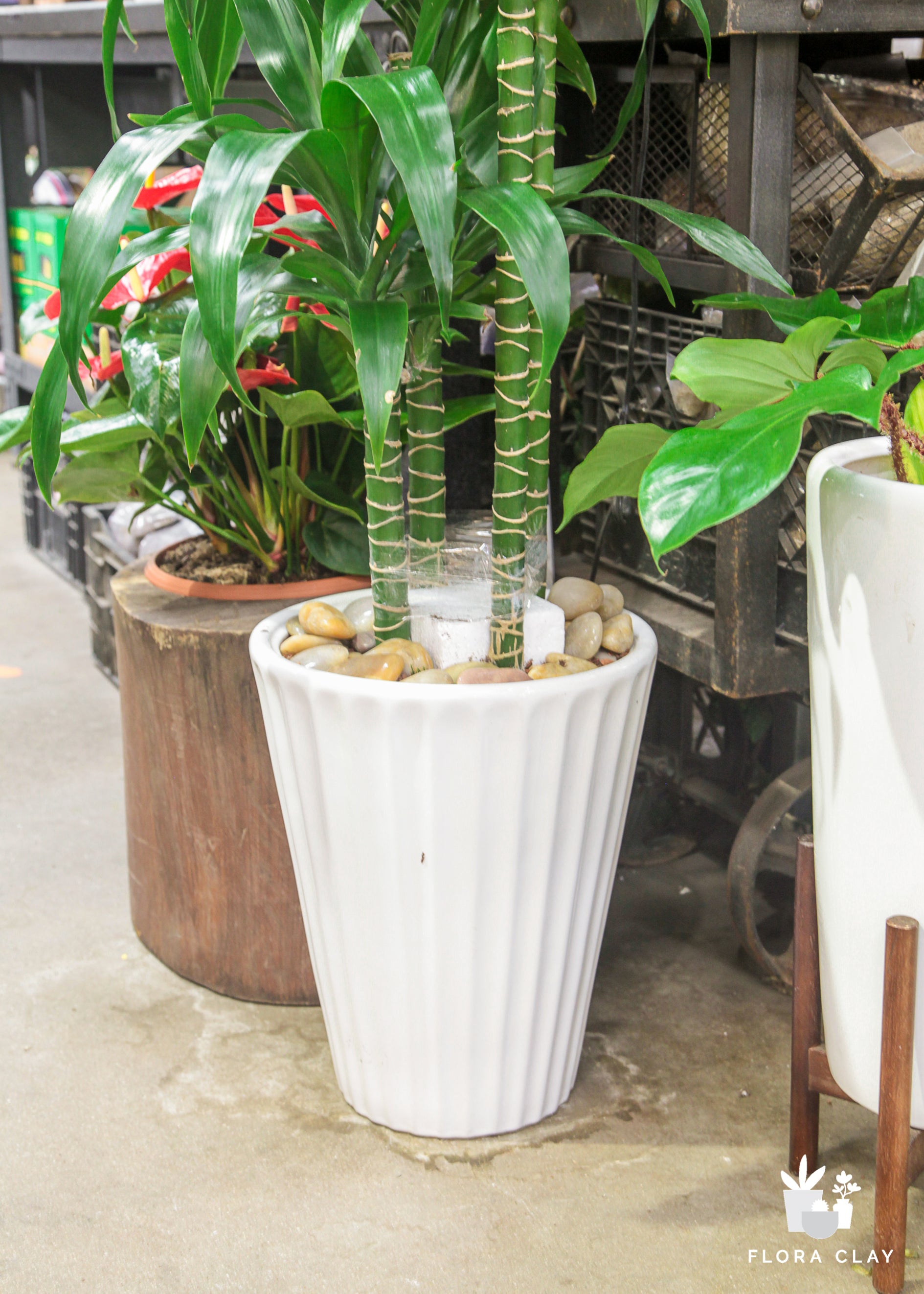 Dracaena Elegance 4 Cane is Lined Tapered Pot