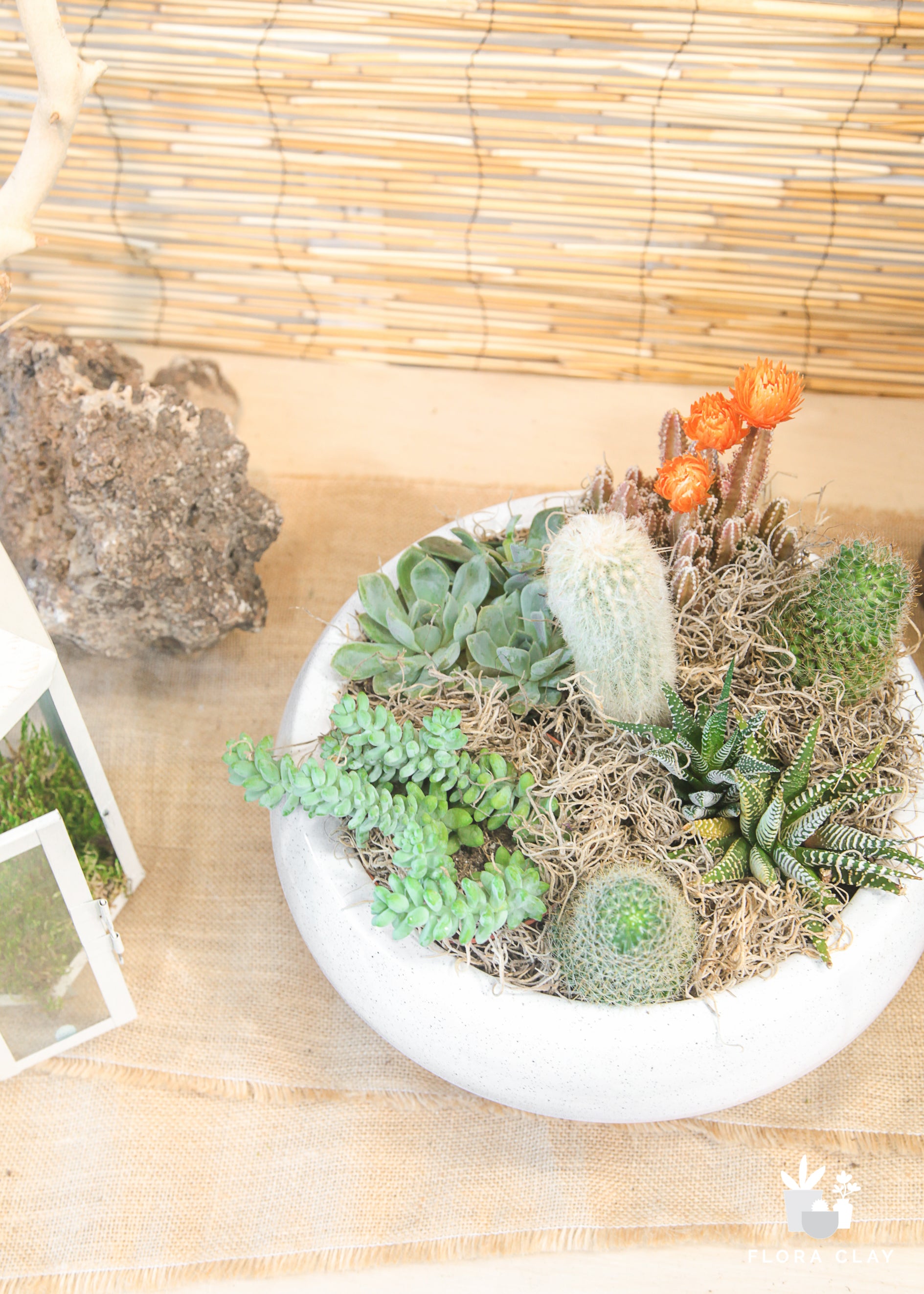 succulents with spines Spikenest