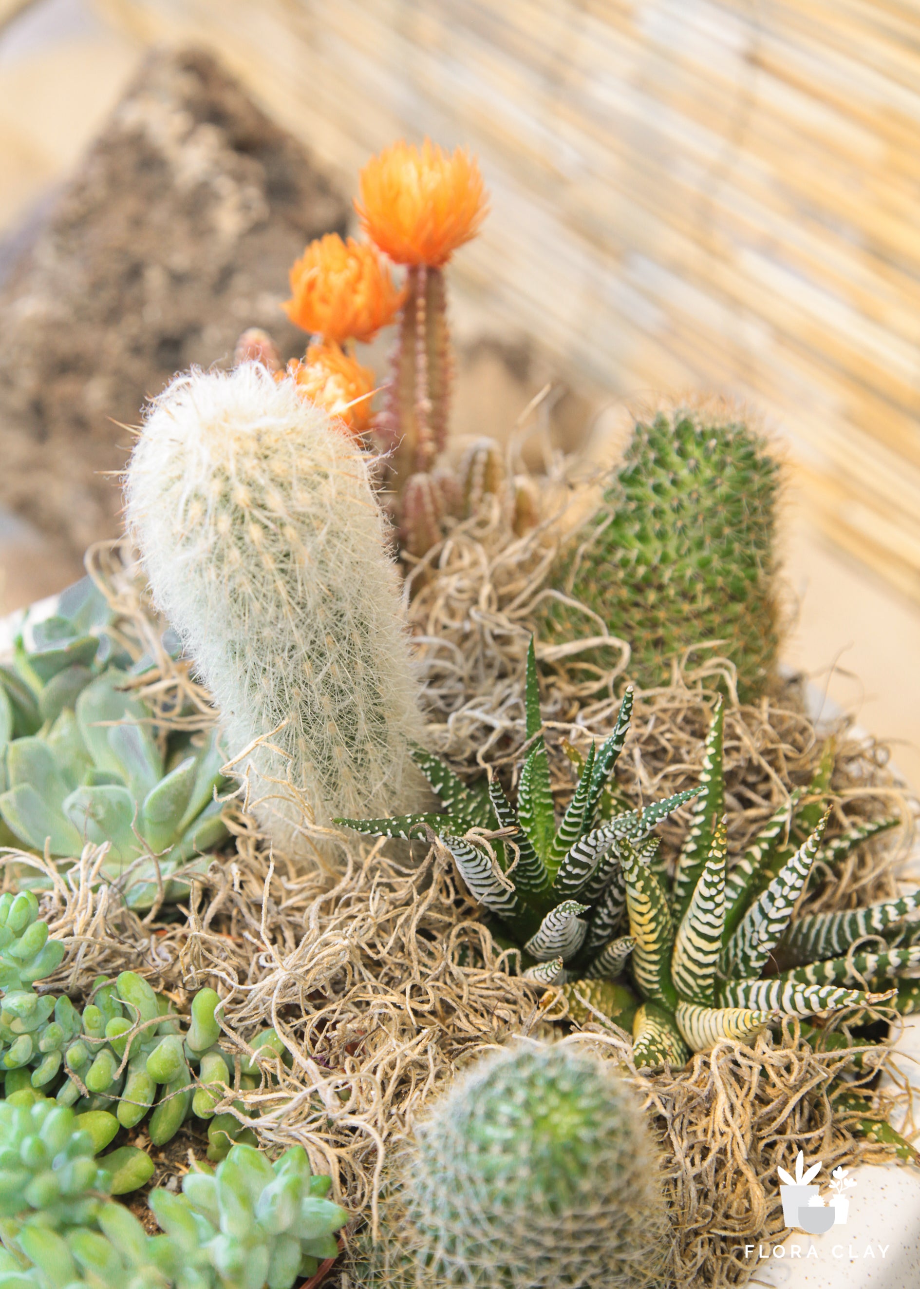 succulents with spines Spikenest