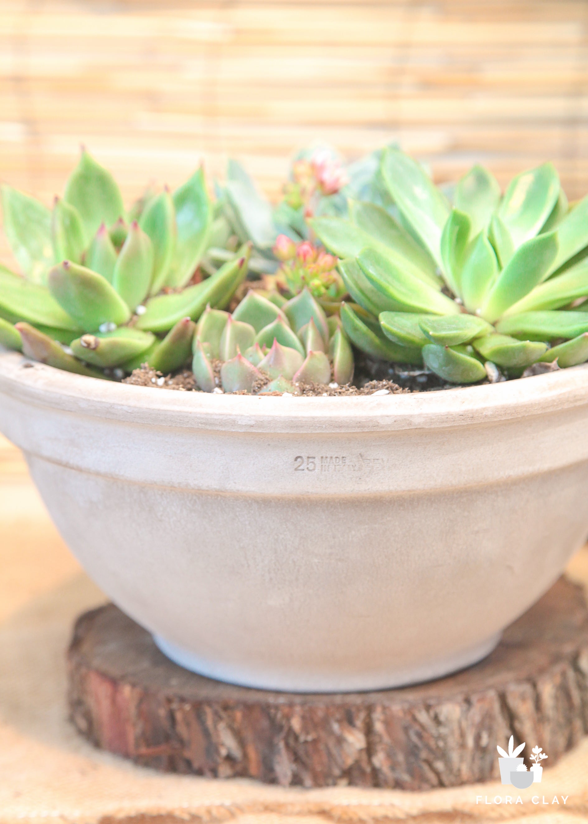 succulent clay pot Earthy