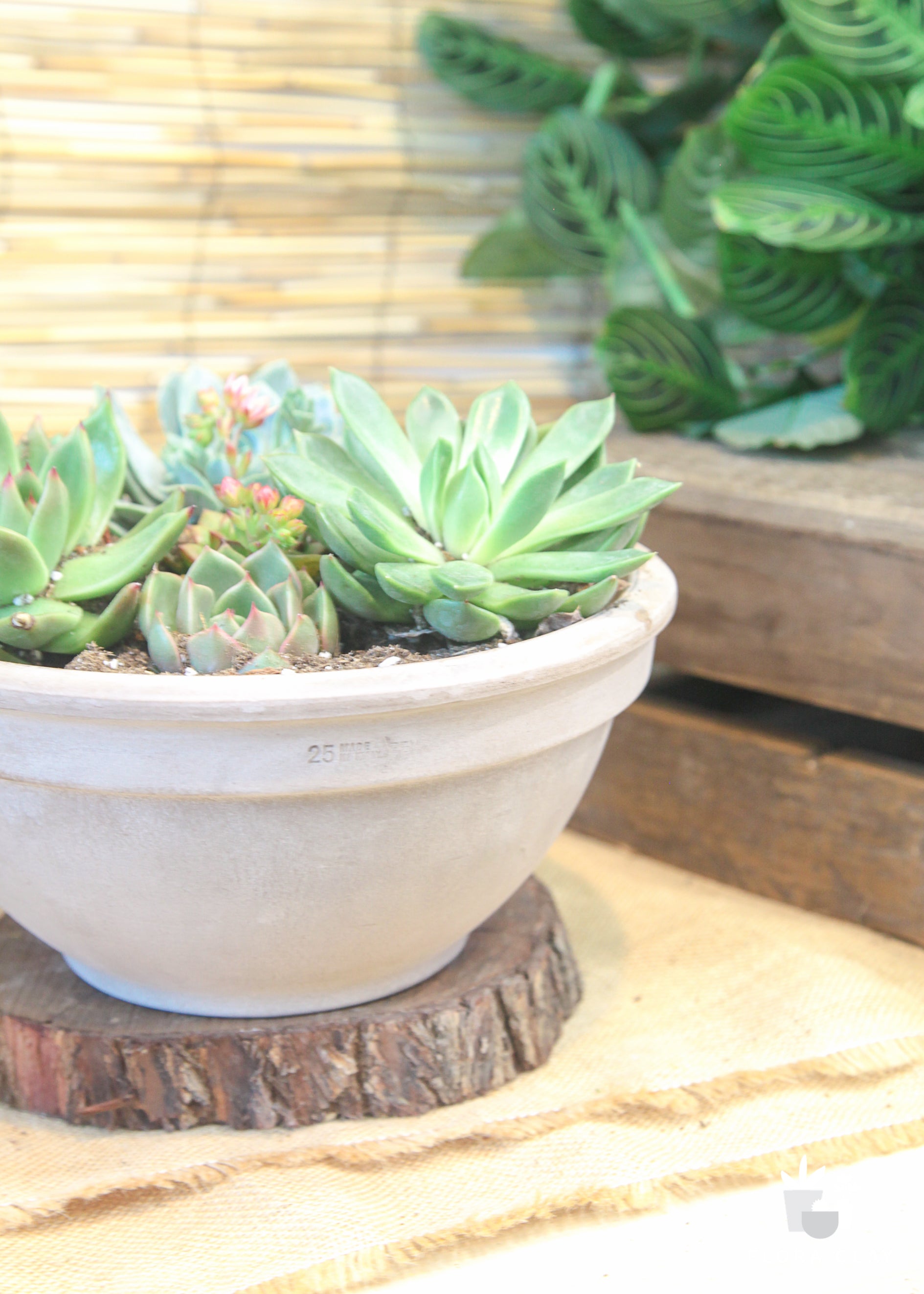 succulent clay pots Earthy