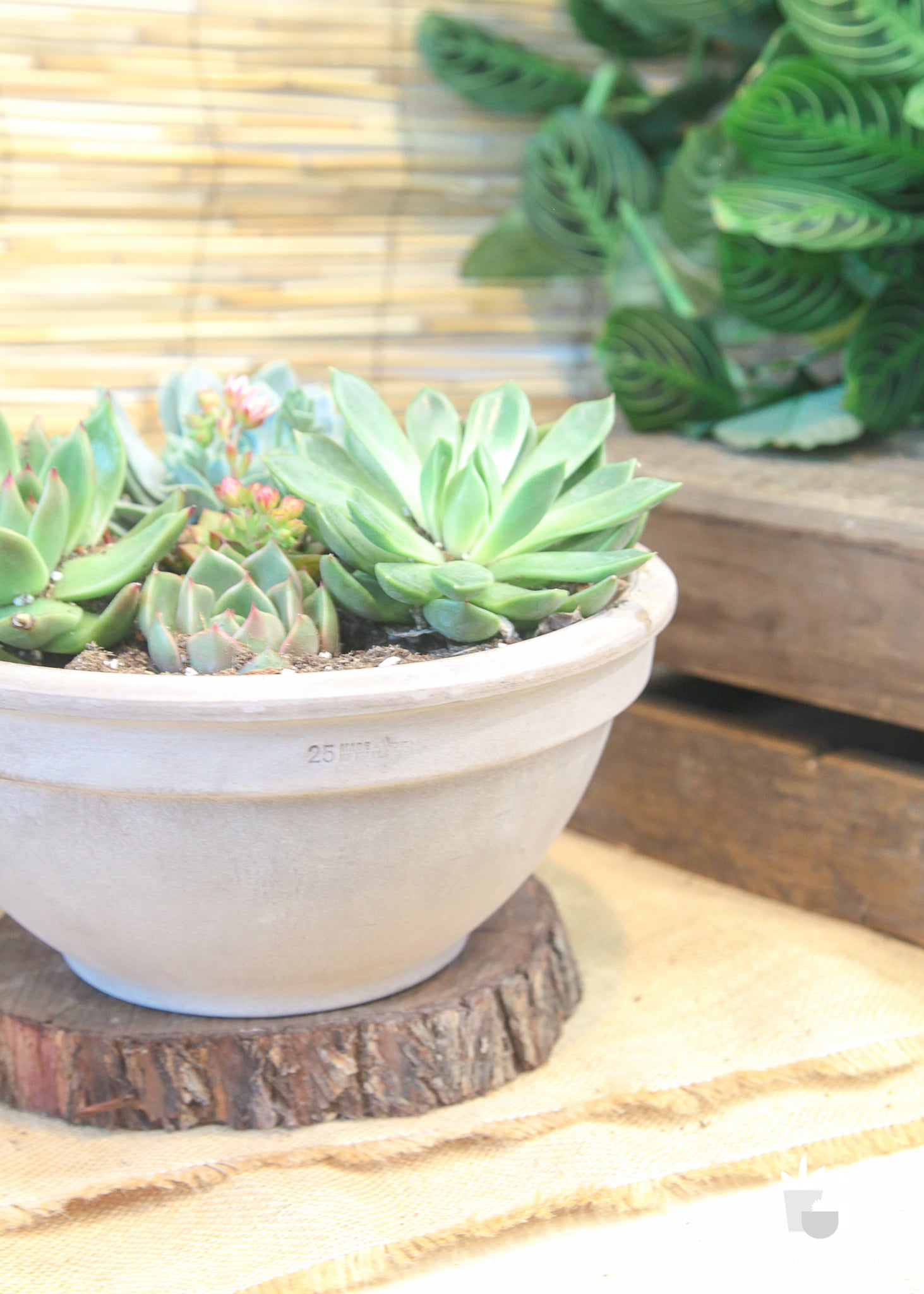 clay pots for plants lowes Earthy