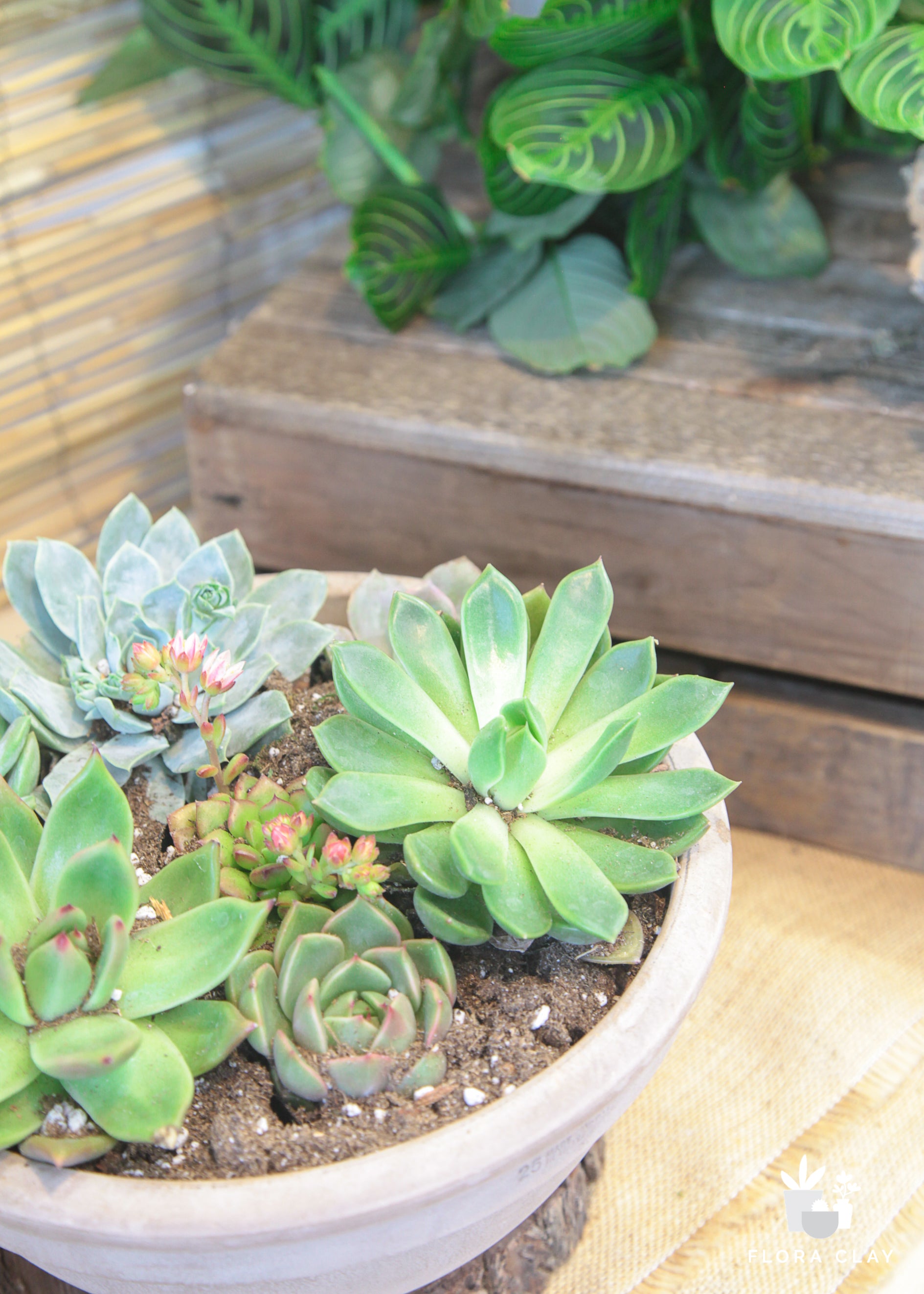 wooden pots for succulents Earthy