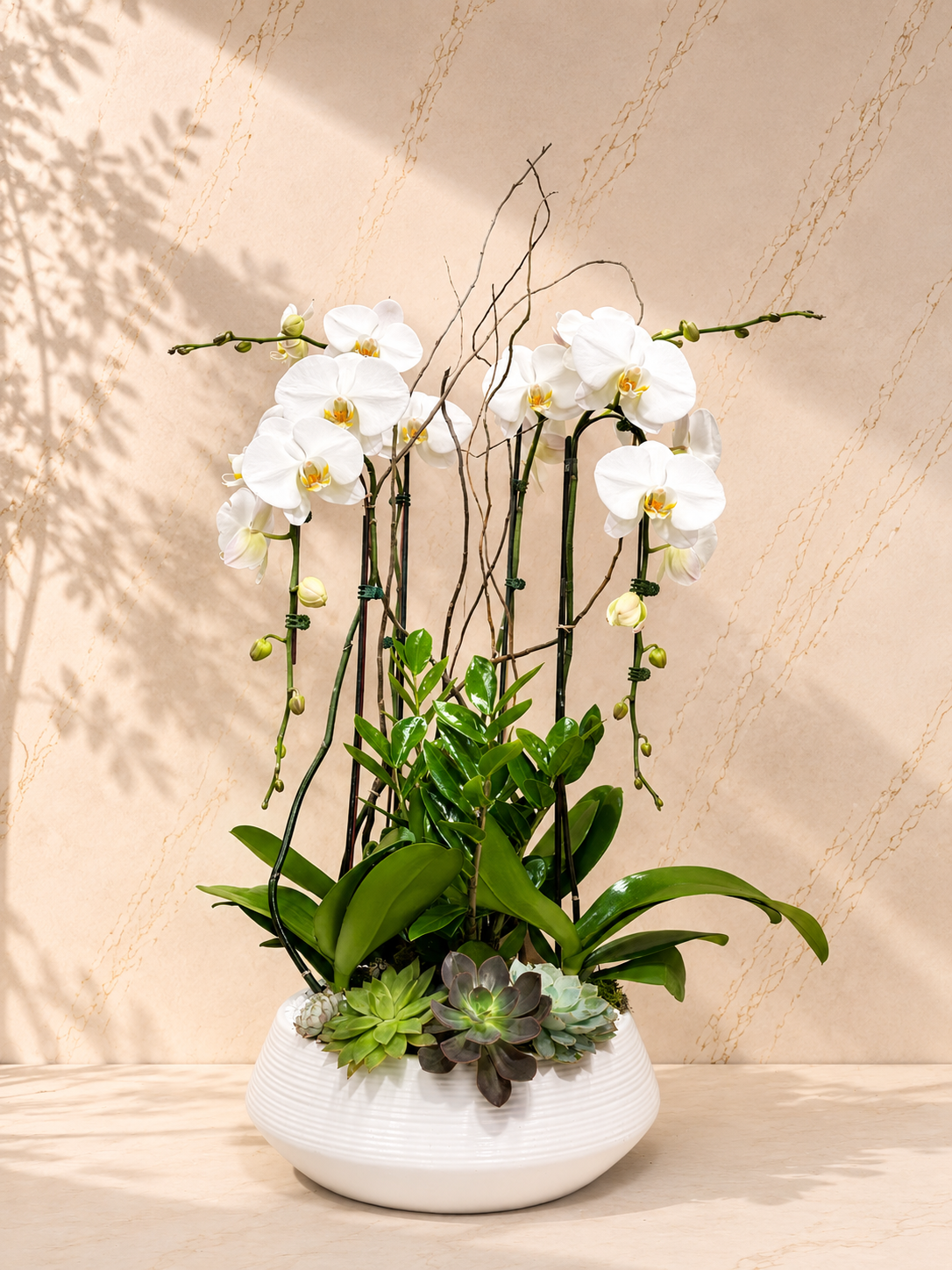 Pristine white orchids harmoniously combined with succulents and lush foliage. Willow branches and the white ribbed pot complete the serene, sophisticated minimalist design. The ultimate statement piece to introduce peace and luxury into any space.

 Arrangement Dimensions Approx. 34" H x 19" W