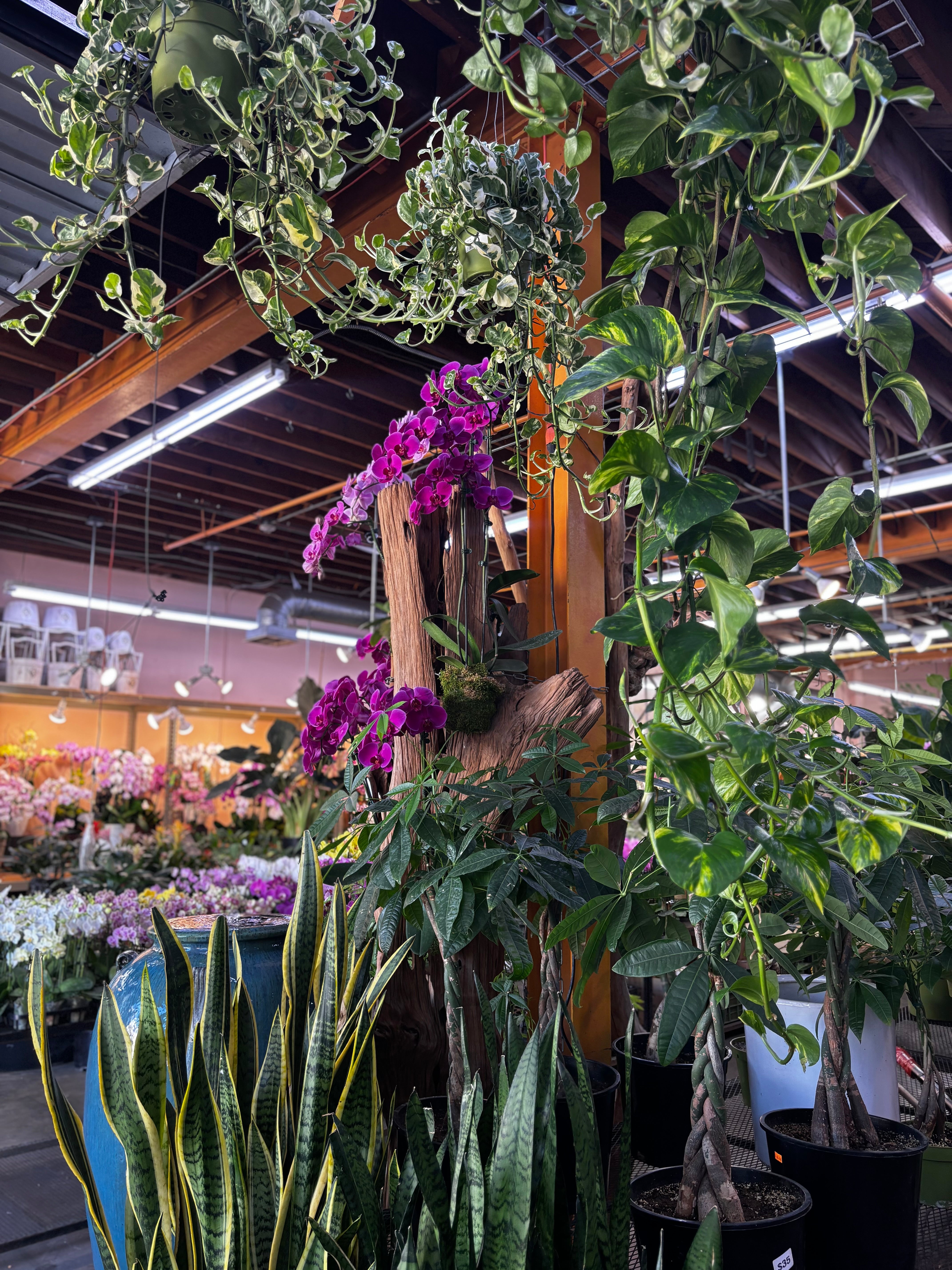 Orchid Delivery Los Angeles | Flora Clay