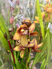Seasonal Cymbidium Orchid Plant – Assorted Colors
