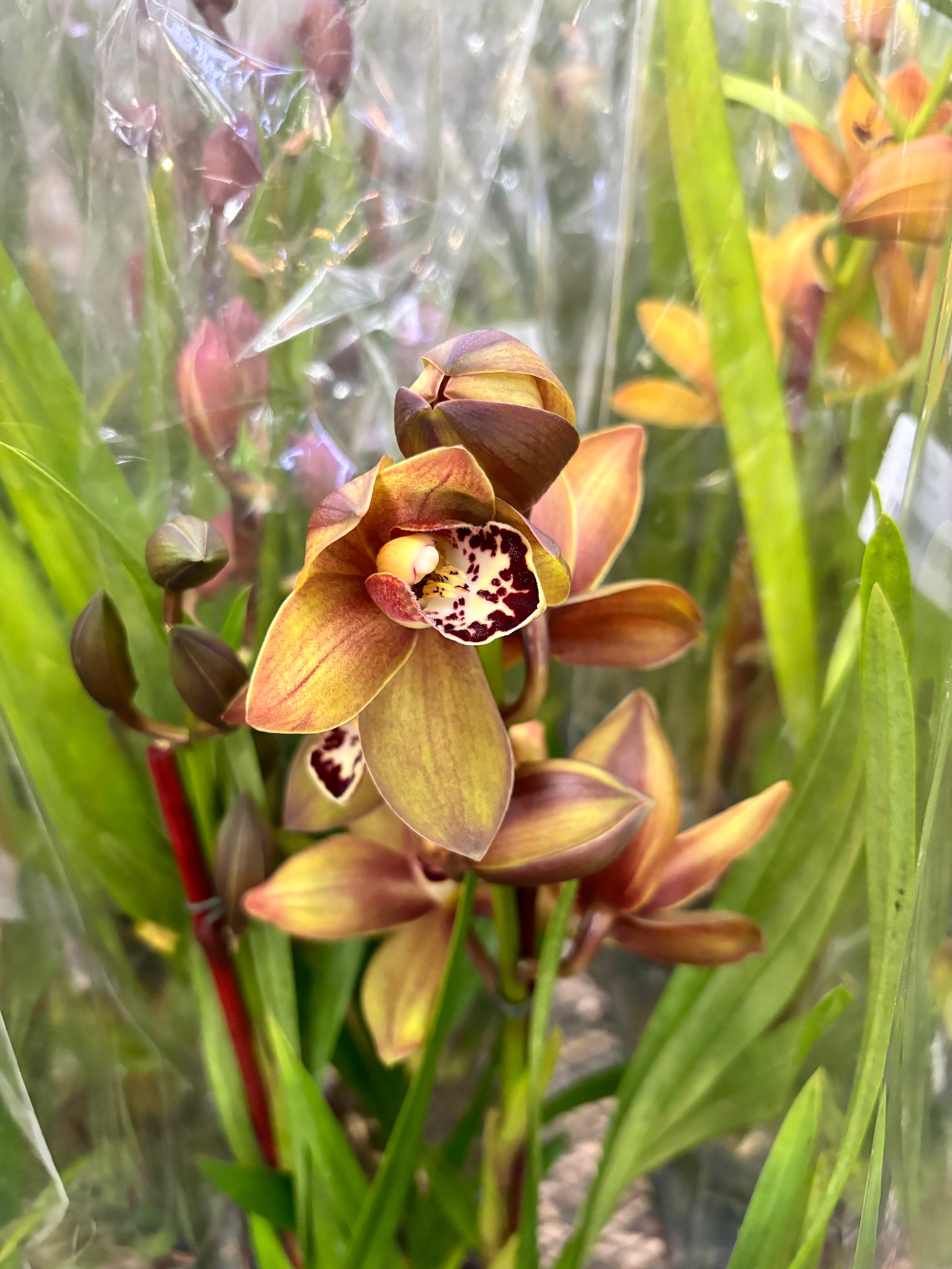 Seasonal Cymbidium Orchid Plant – Assorted Colors