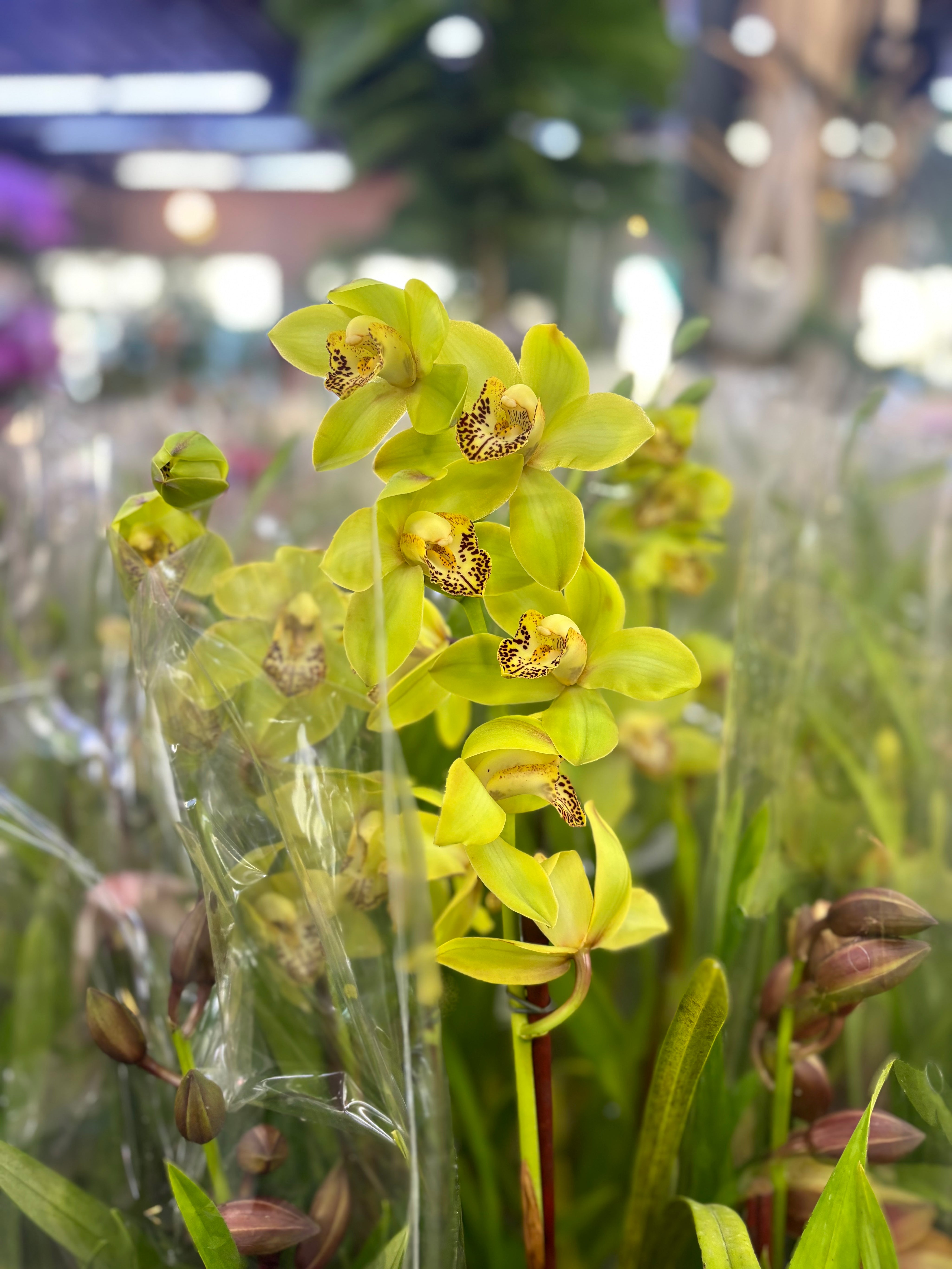 Seasonal Cymbidium Orchid Plant – Assorted Colors
