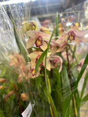 Seasonal Cymbidium Orchid Plant – Assorted Colors