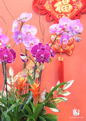 Longevity Orchid Arrangement in a Wooden Pot