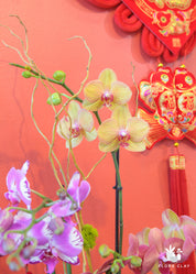 Lucky fruits Orchid Arrangement in a White Pot