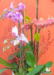 Lucky fruits Orchid Arrangement in a White Pot