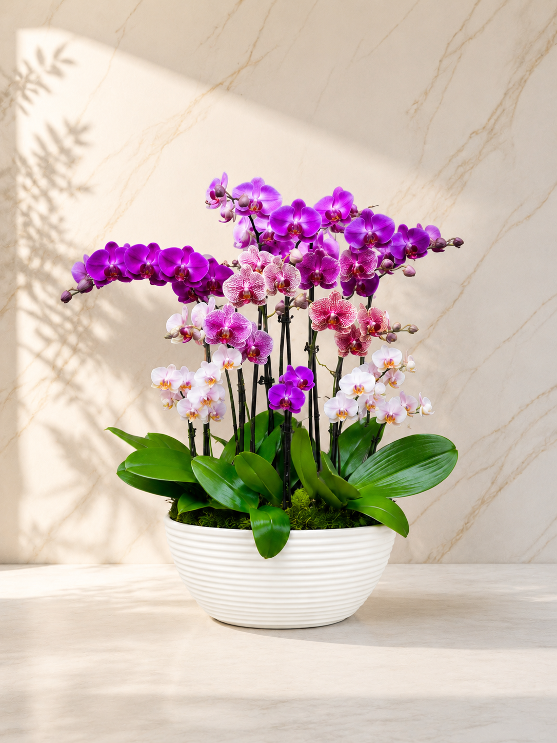 Magenta_Symphony_Mixed_color_Orchid_Arrangement.png