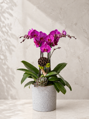 Indulge in the velvety depth of the Malbec Purple Orchid. Rich wine-colored Phalaenopsis orchids paired with a rustic lotus pod in a modern grey terrazzo-style pot.