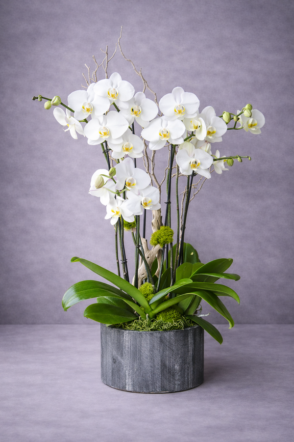 Monet white orchid arrangement in a grey pot by Flora Clay