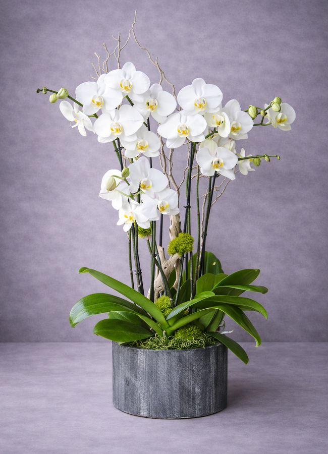 Monet white orchid arrangement in a grey pot by Flora Clay
