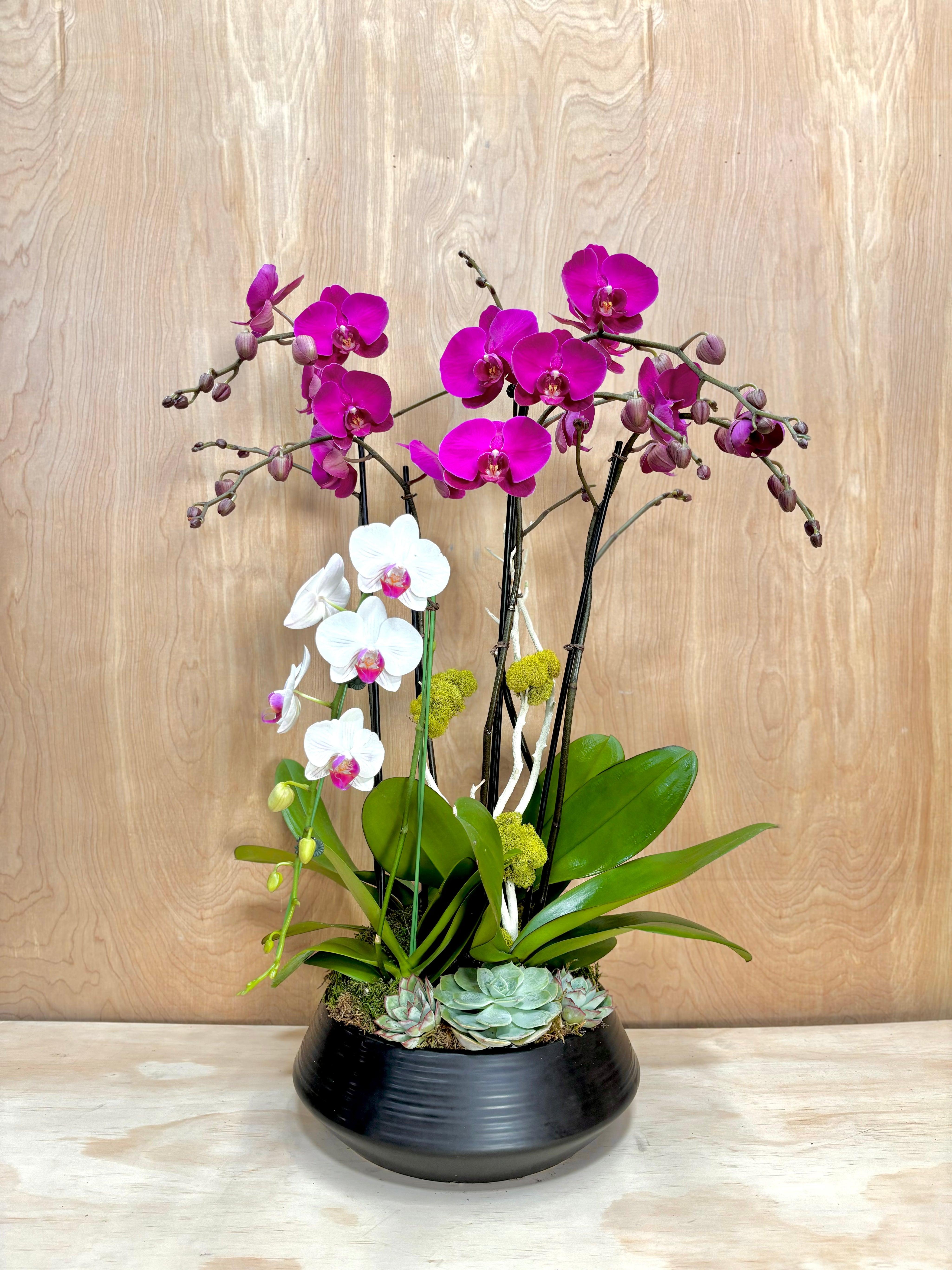 Orchid plant with purple and white flowers in a black pot on a wooden surface.