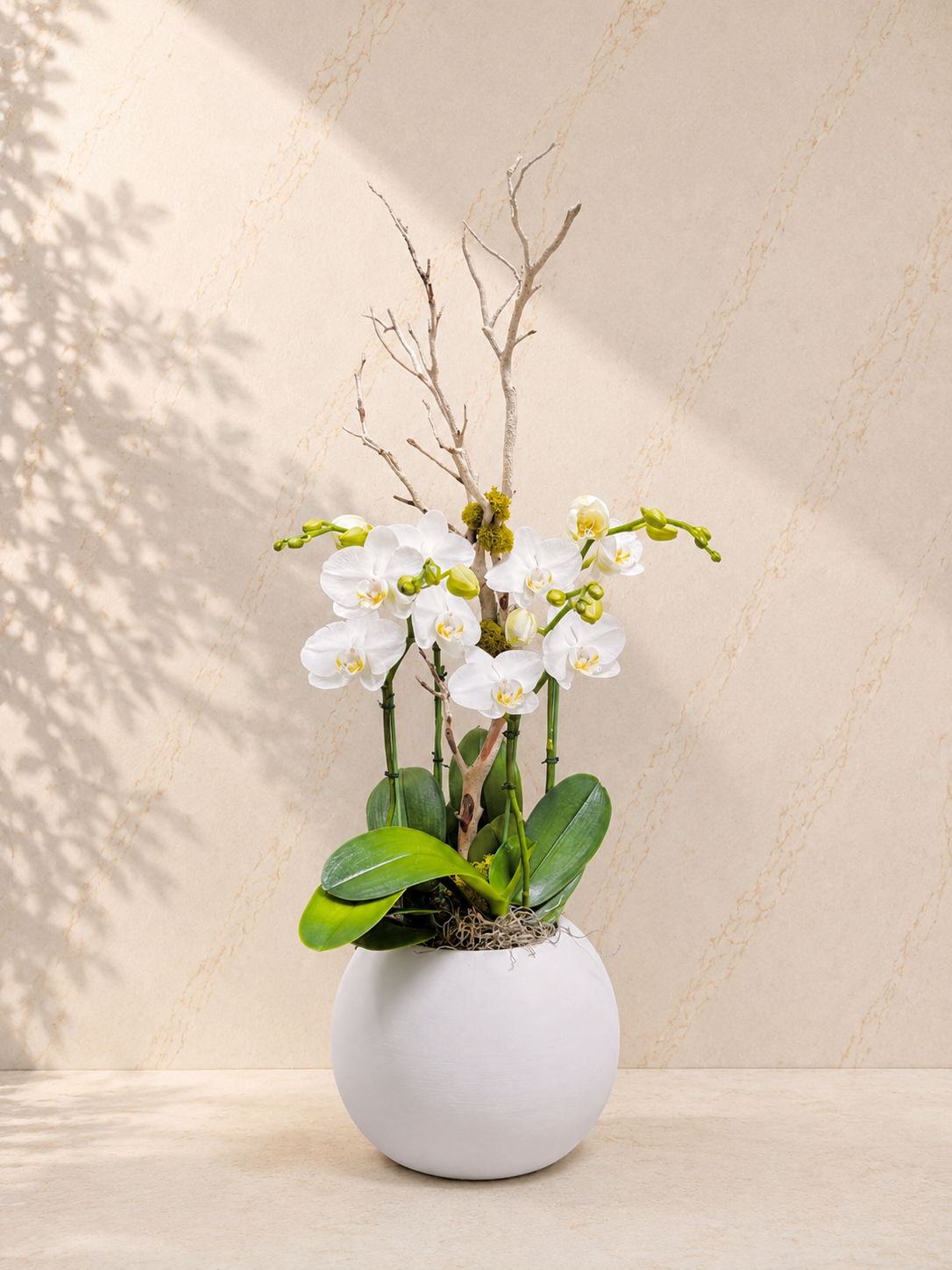 Pure Bloom White Orchid Arrangement