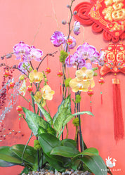 Red Lantern Orchid Arrangement in a Brown Pot