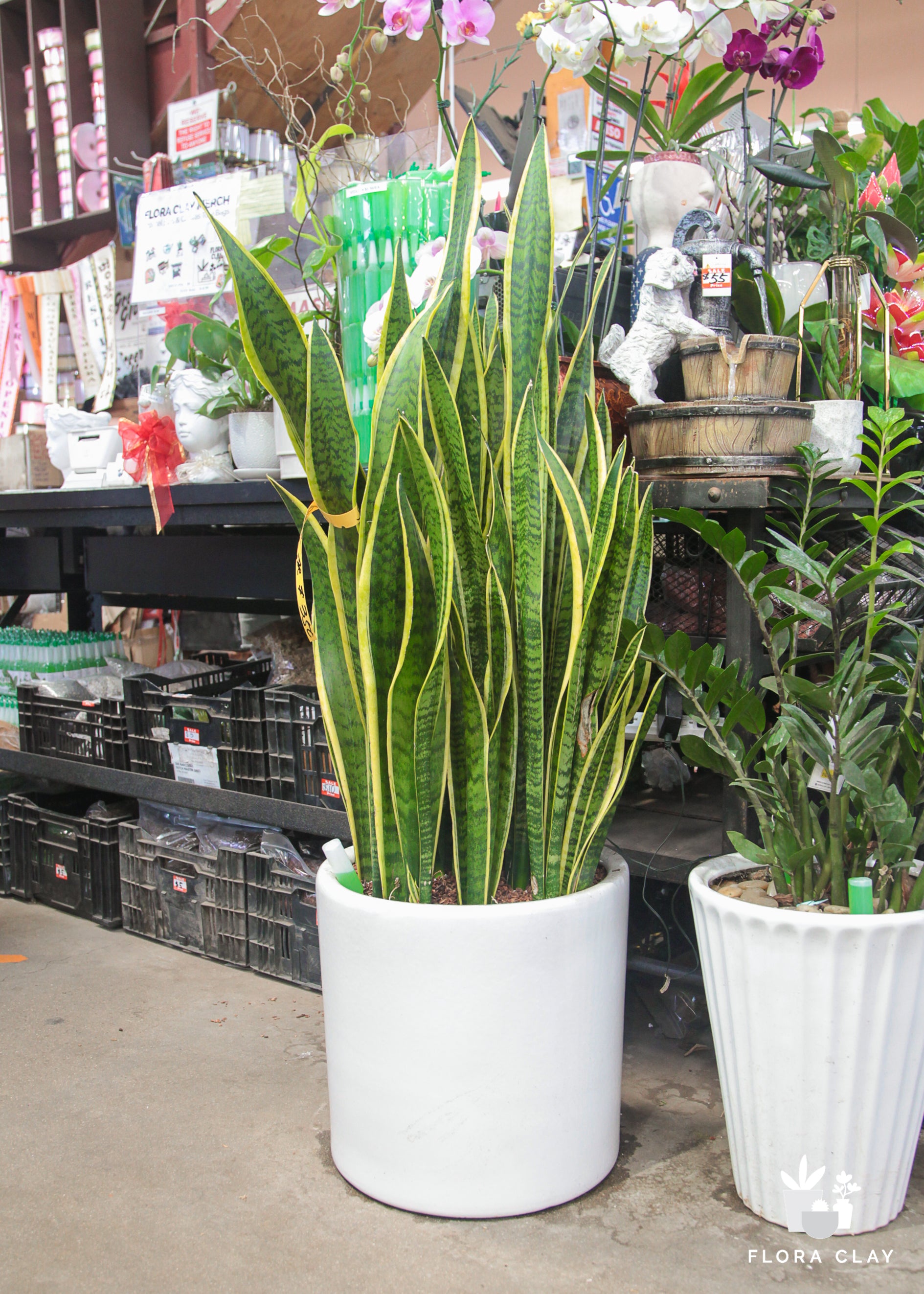 Sansevieria plant