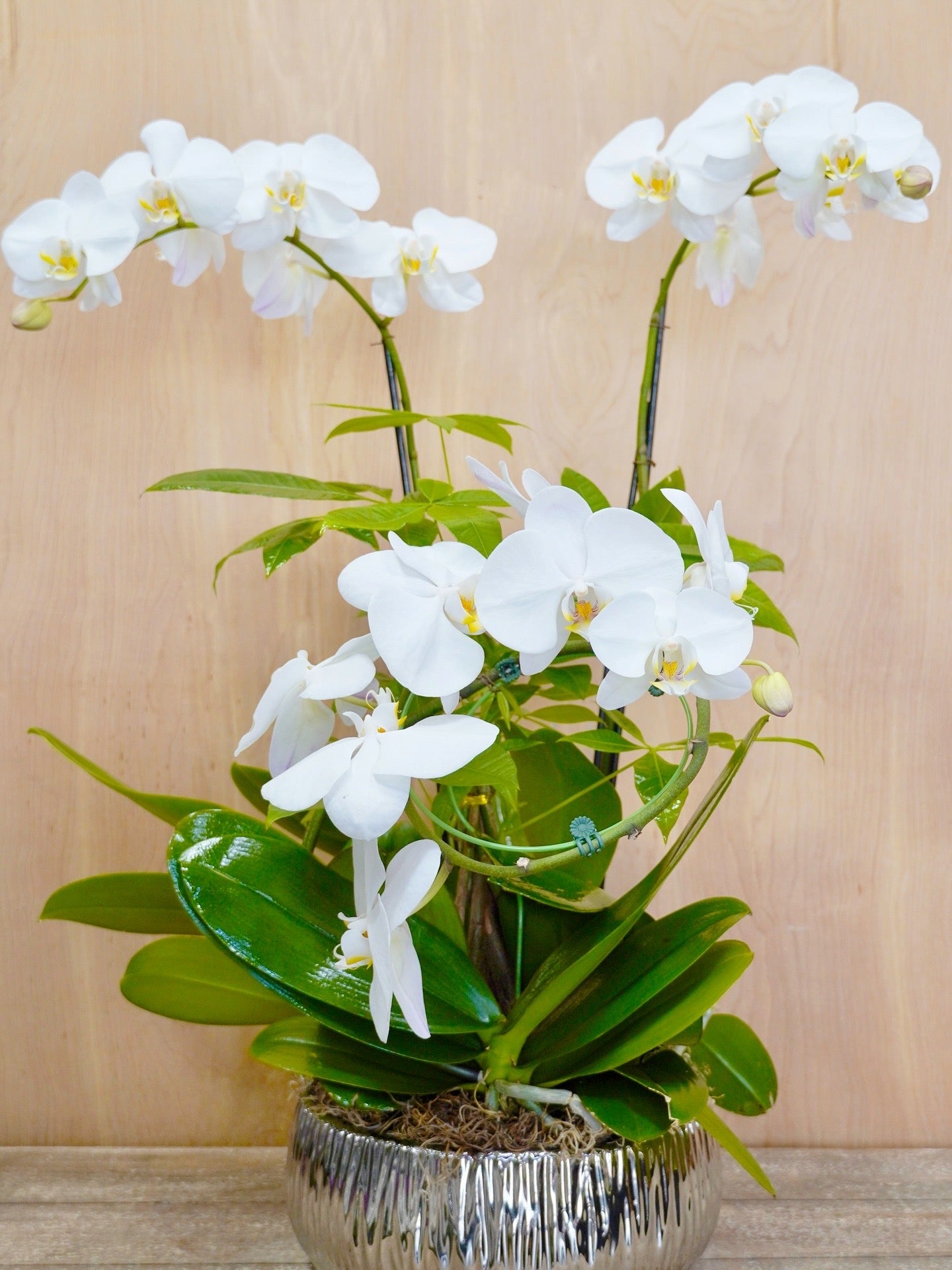 White orchid plant in a silver pot on a wooden surface
