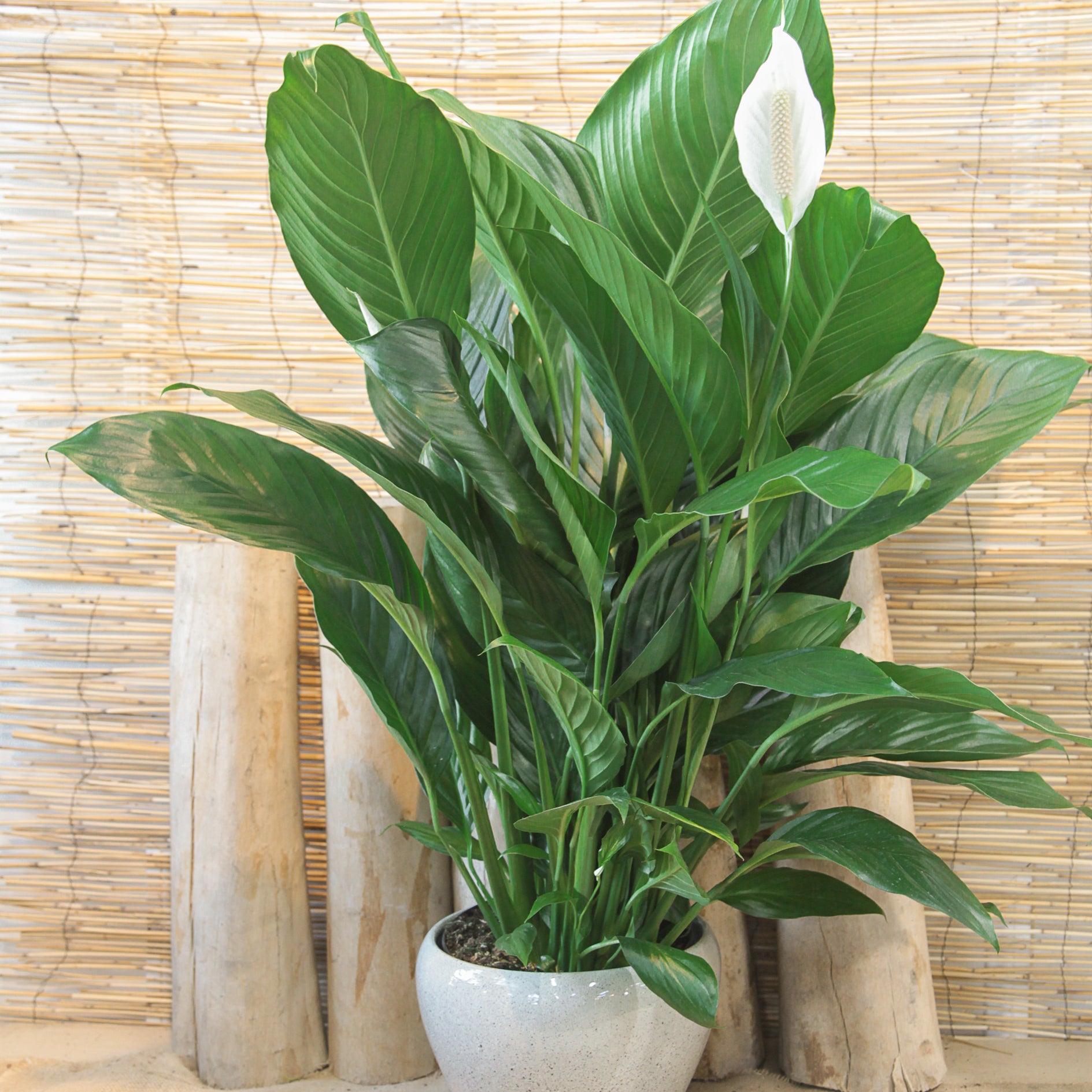 A Spathiphyllum Peace Lily plant with green leaves and a white flower, placed in a modern planter, set against a bamboo wall background.