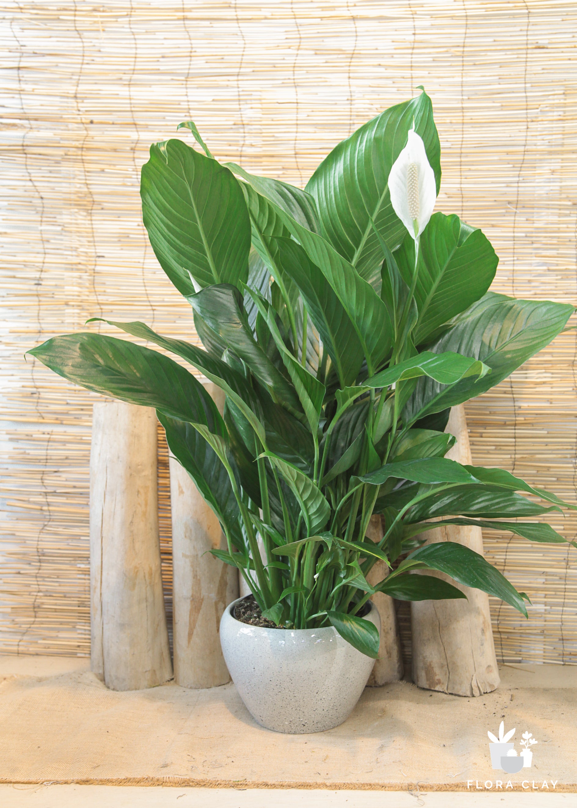 A Spathiphyllum Peace Lily plant with green leaves and a white flower, placed in a modern planter, set against a bamboo wall background.