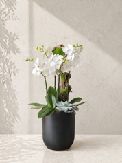 Capture the serenity of a spring morning. Gorgeous white Phalaenopsis orchids, natural driftwood, and silver succulents beautifully contrasted in a matte black ceramic pot