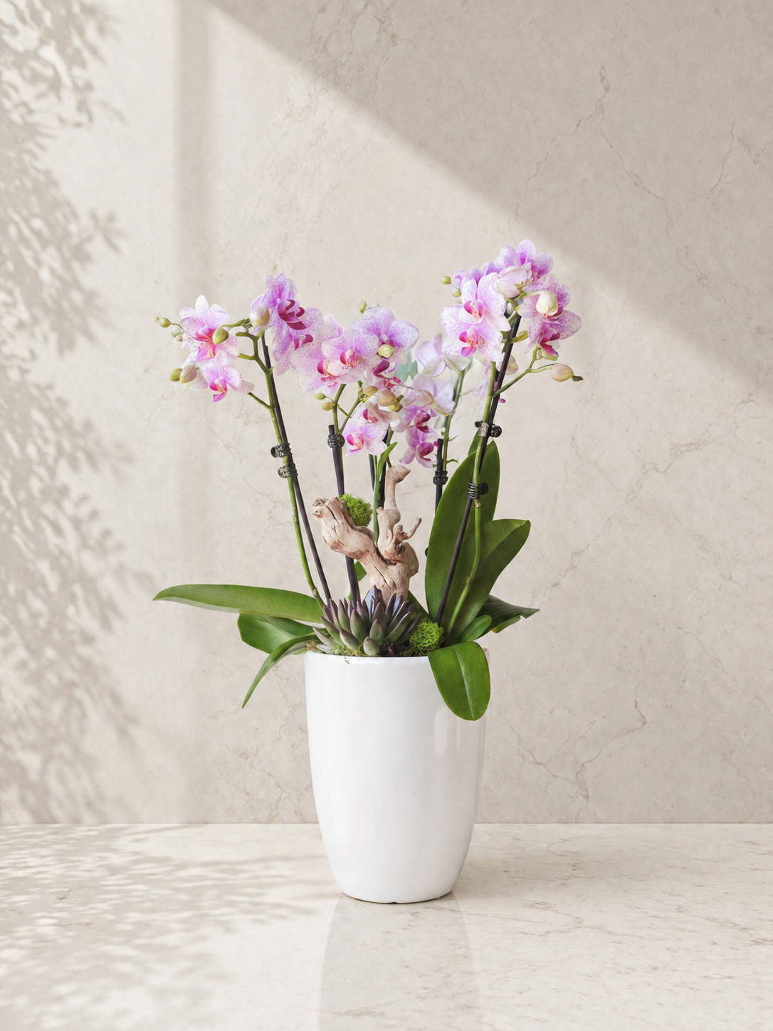Welcome spring with the Spring in Bloom Pink Orchid. Vibrant speckled pink-and-white orchids, natural driftwood, and a rosette succulent in a sleek glossy white ceramic pot.