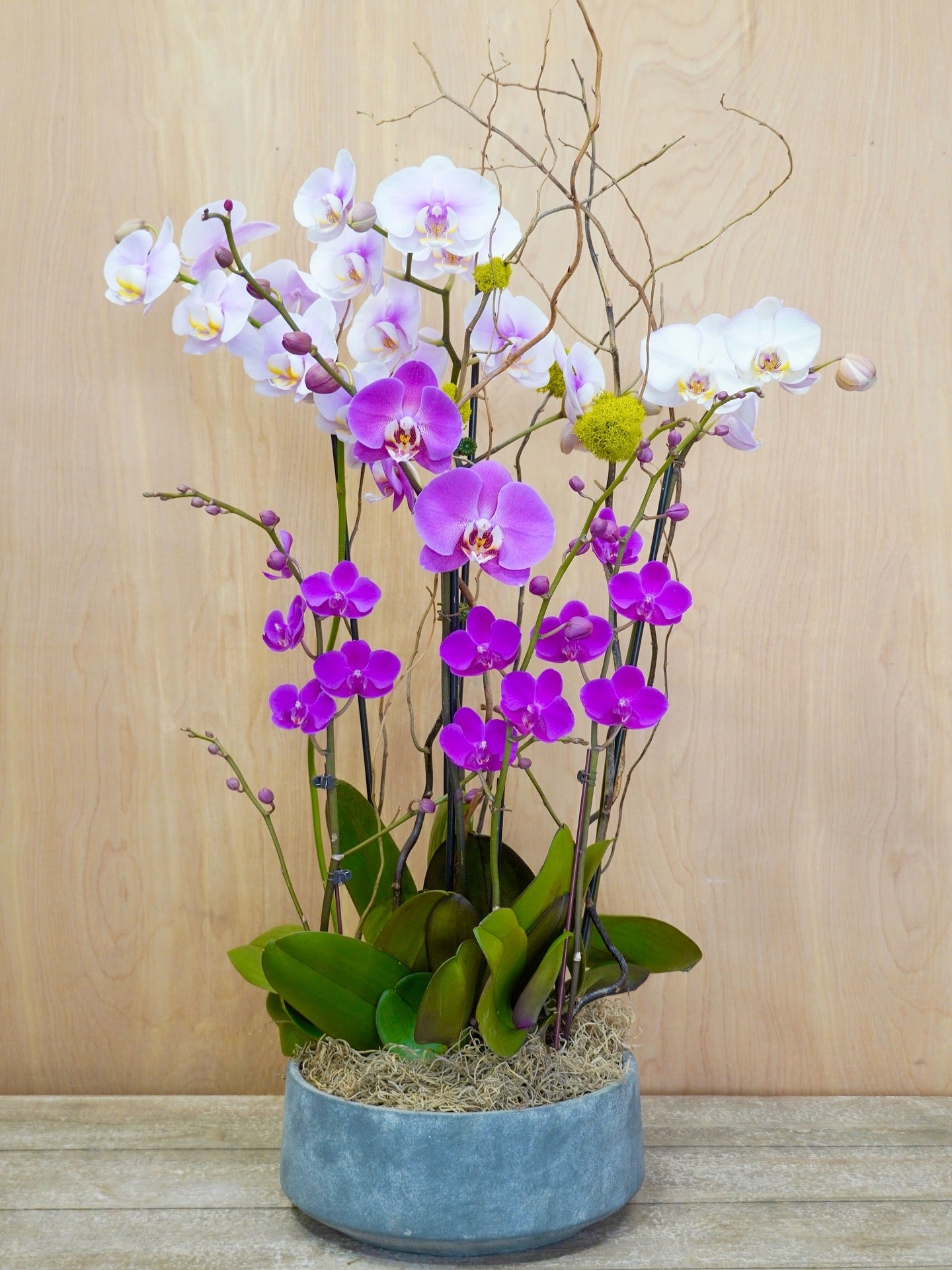 Potted orchid plant with purple and white flowers on a wooden surface