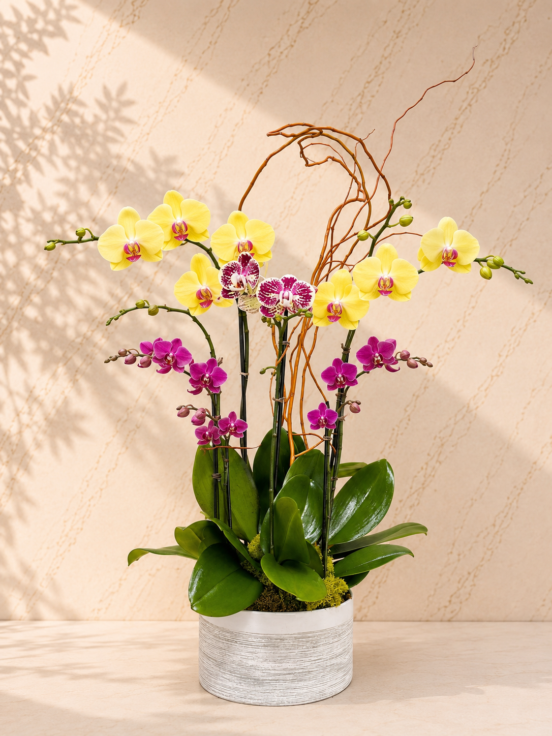 This elegant arrangement features a dynamic contrast between sunny Sunglow and deep Amethyst Phalaenopsis orchids. Tall, graceful Curly Willow branches add a dramatic sculptural silhouette to the piece. Housed in a premium Textured Ceramic Pot, it's the perfect statement piece for modern luxury.

 Arrangement Dimensions Approx. 29" H x 14" W