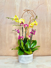 Potted orchid plant with yellow and pink flowers on a wooden surface