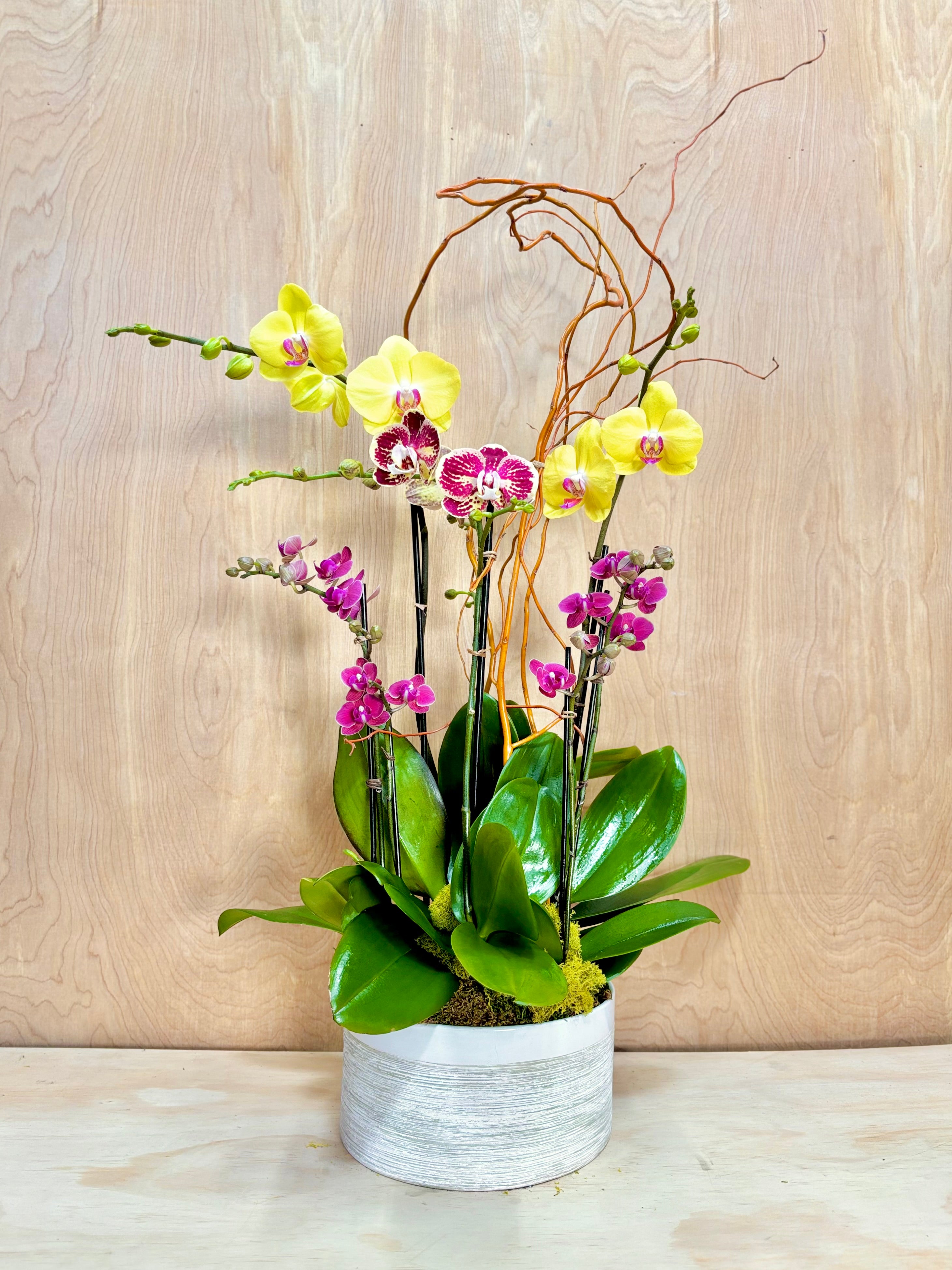 Potted orchid plant with yellow and pink flowers on a wooden surface