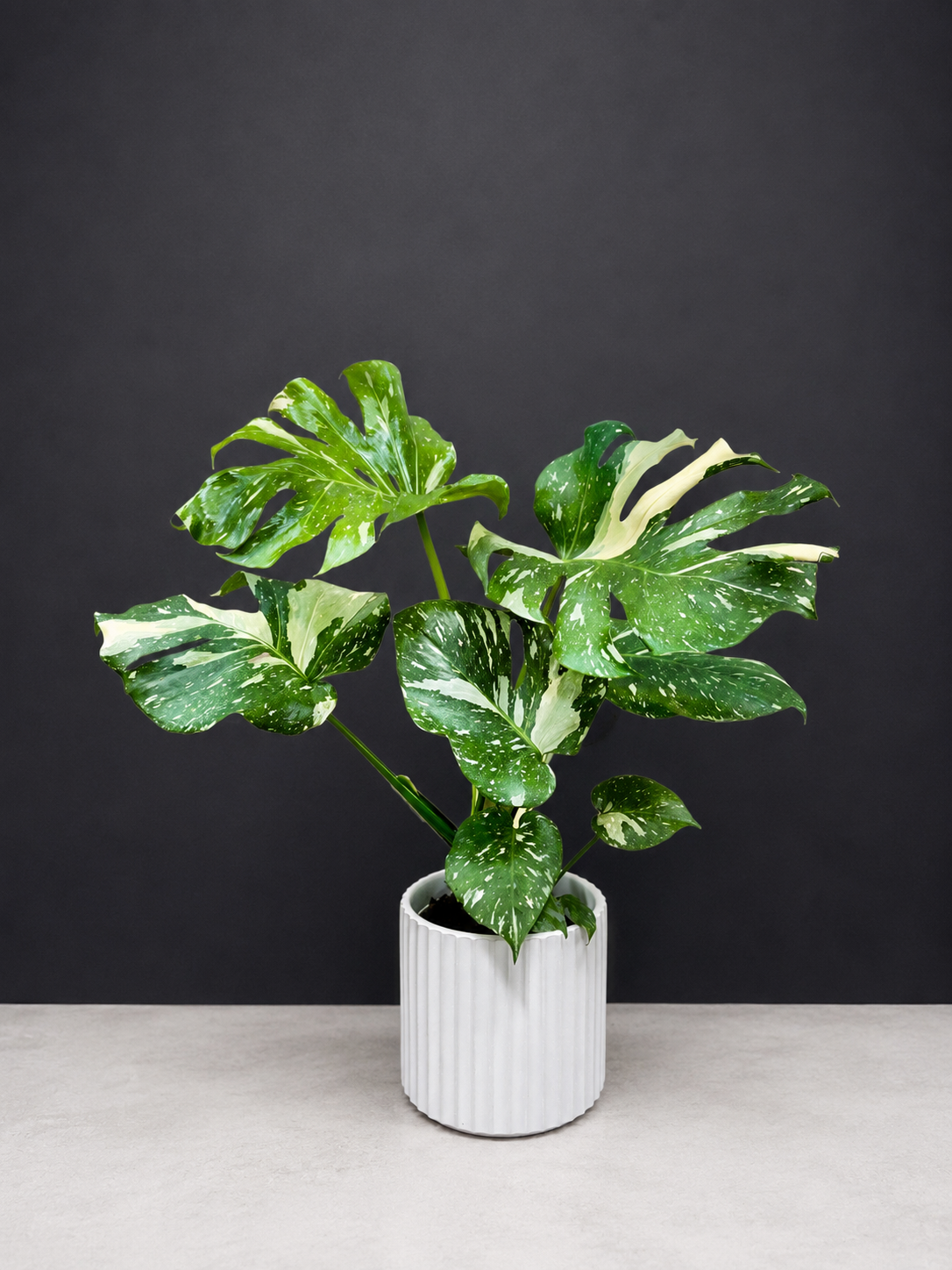Thai Constellation Monstera Deliciosa