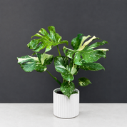 Thai Constellation Monstera Deliciosa