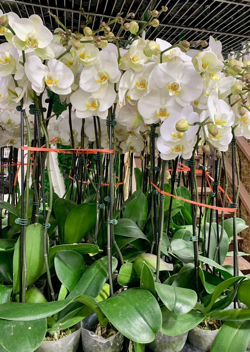 A tray of white orchid plants with visible flowers and green foliage.