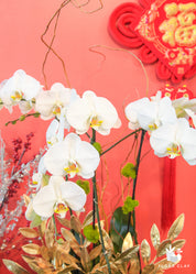 Wisdom Orchid Arrangement in a Brown Pot