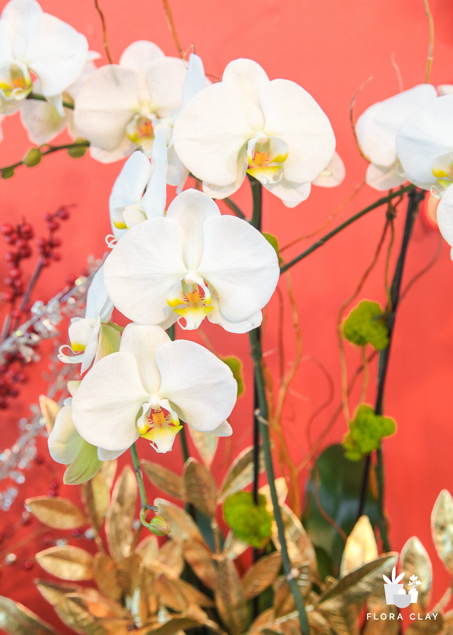 Wisdom Orchid Arrangement in a Brown Pot