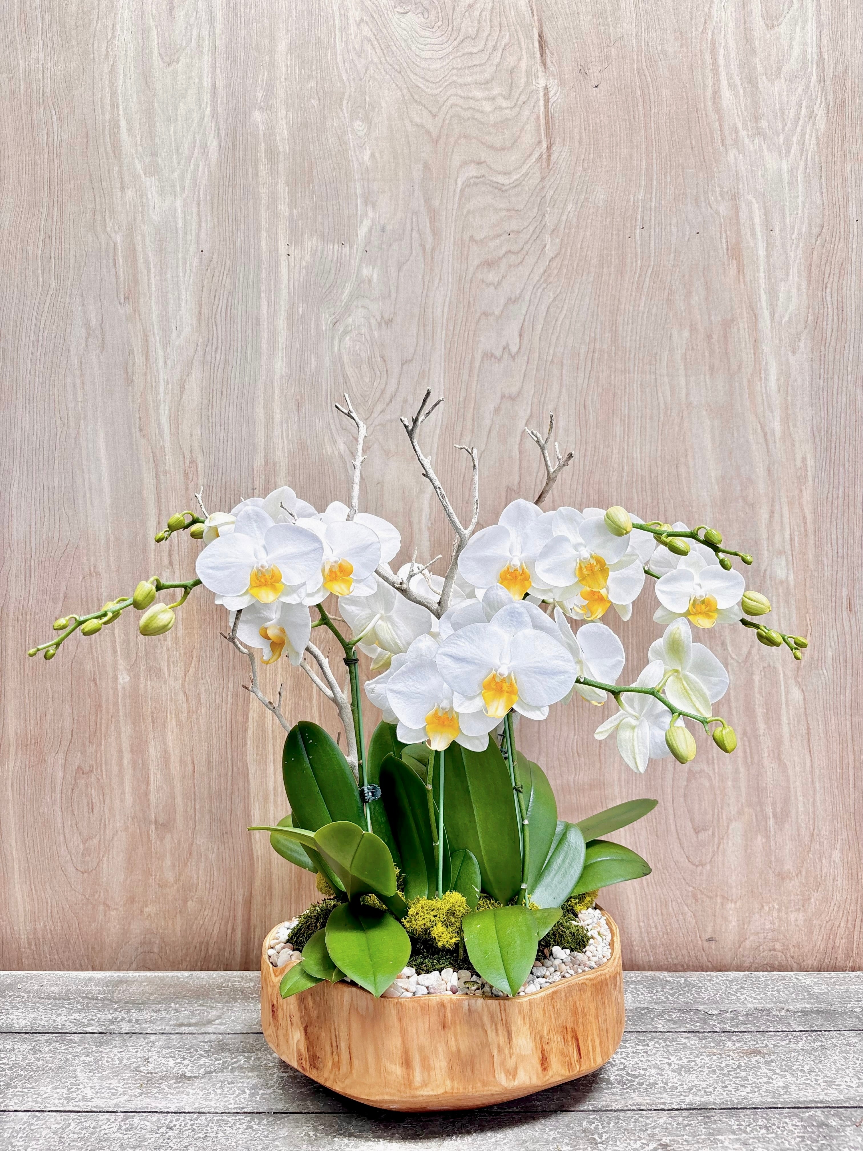 Potted orchid plant with white flowers on a wooden surface and light wood panel background