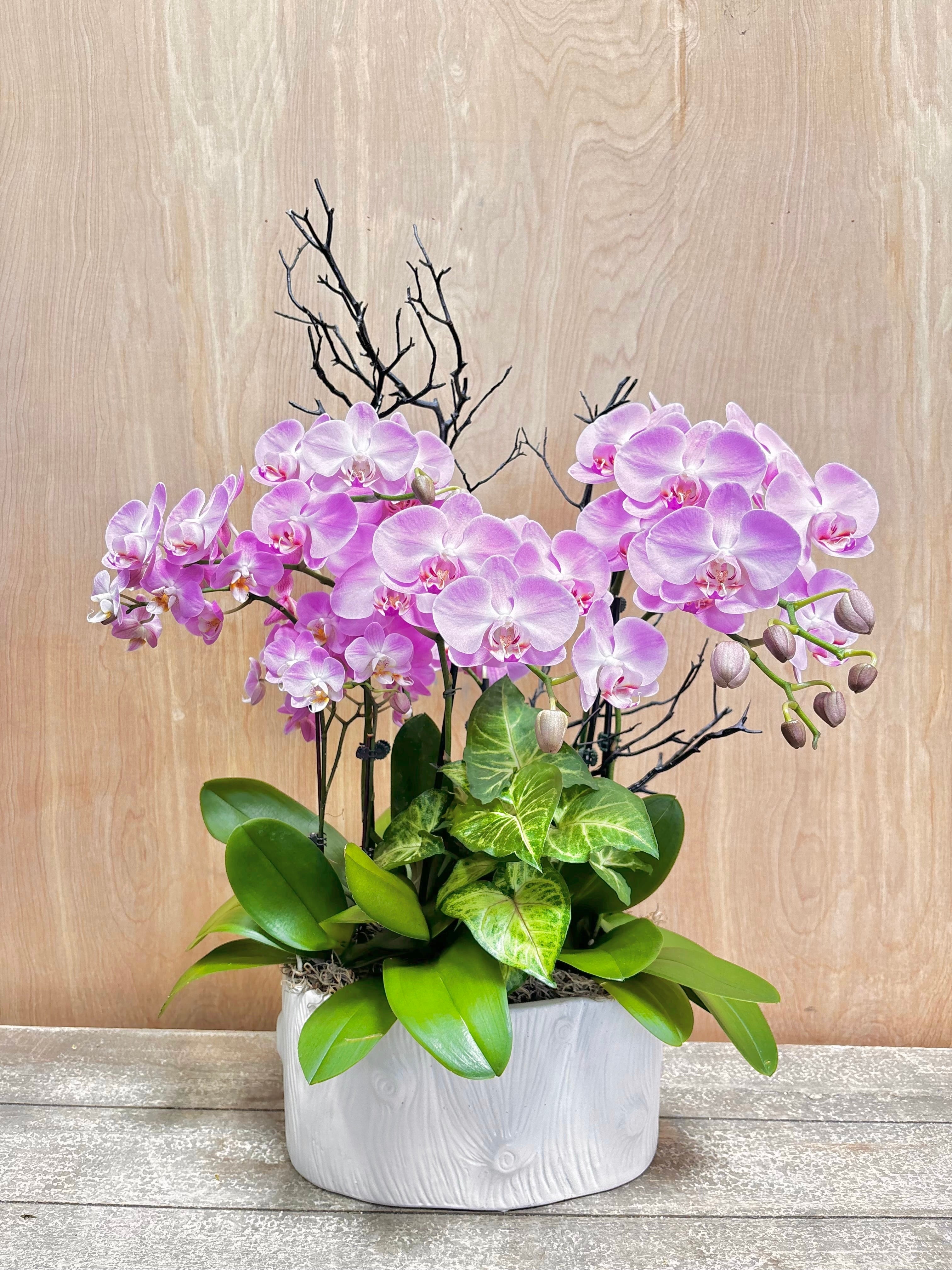 Potted orchid with purple flowers and green leaves on a wooden surface.