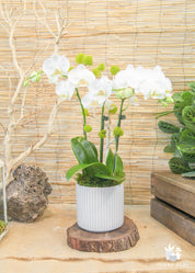 A white orchid plant with multiple blooms placed in a white ceramic pot, set on a wooden surface, with a bamboo backdrop.