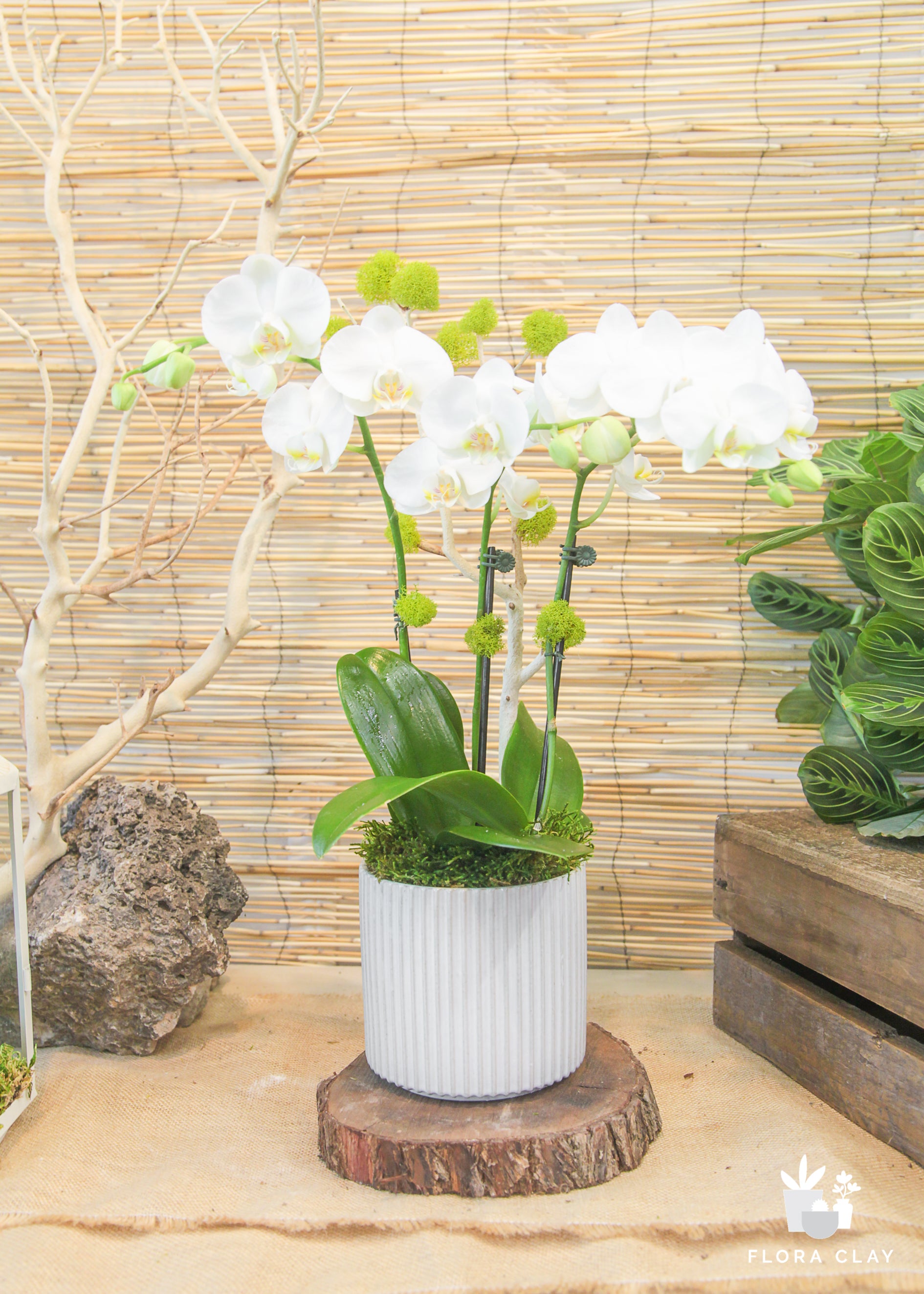 A white orchid plant with multiple blooms placed in a white ceramic pot, set on a wooden surface, with a bamboo backdrop.