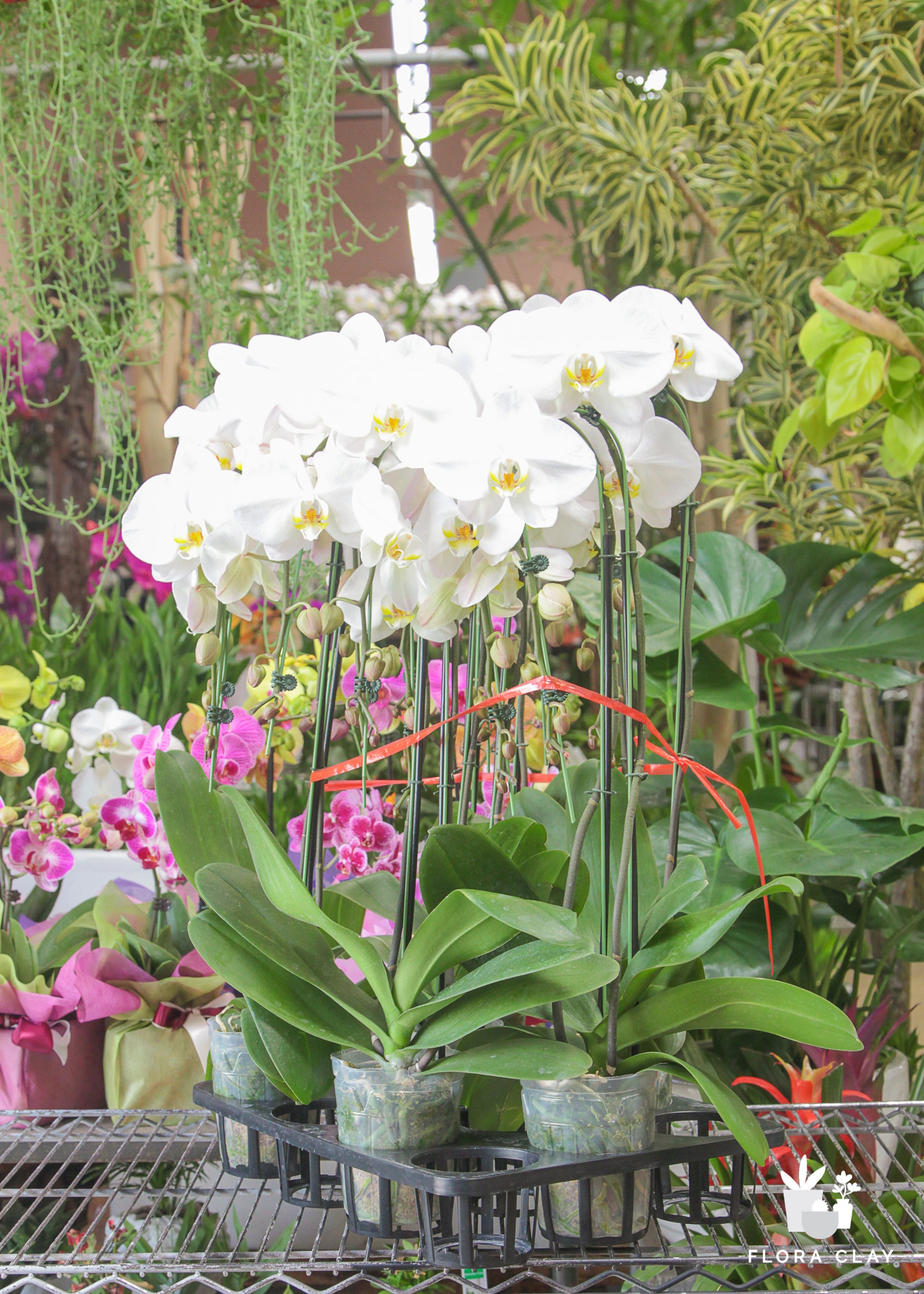 cascading orchids