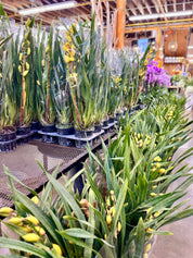Potted plants with yellow cymbidium in a greenhouse setting