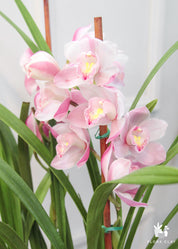 Seasonal Cymbidium Orchid Plant – Assorted Colors