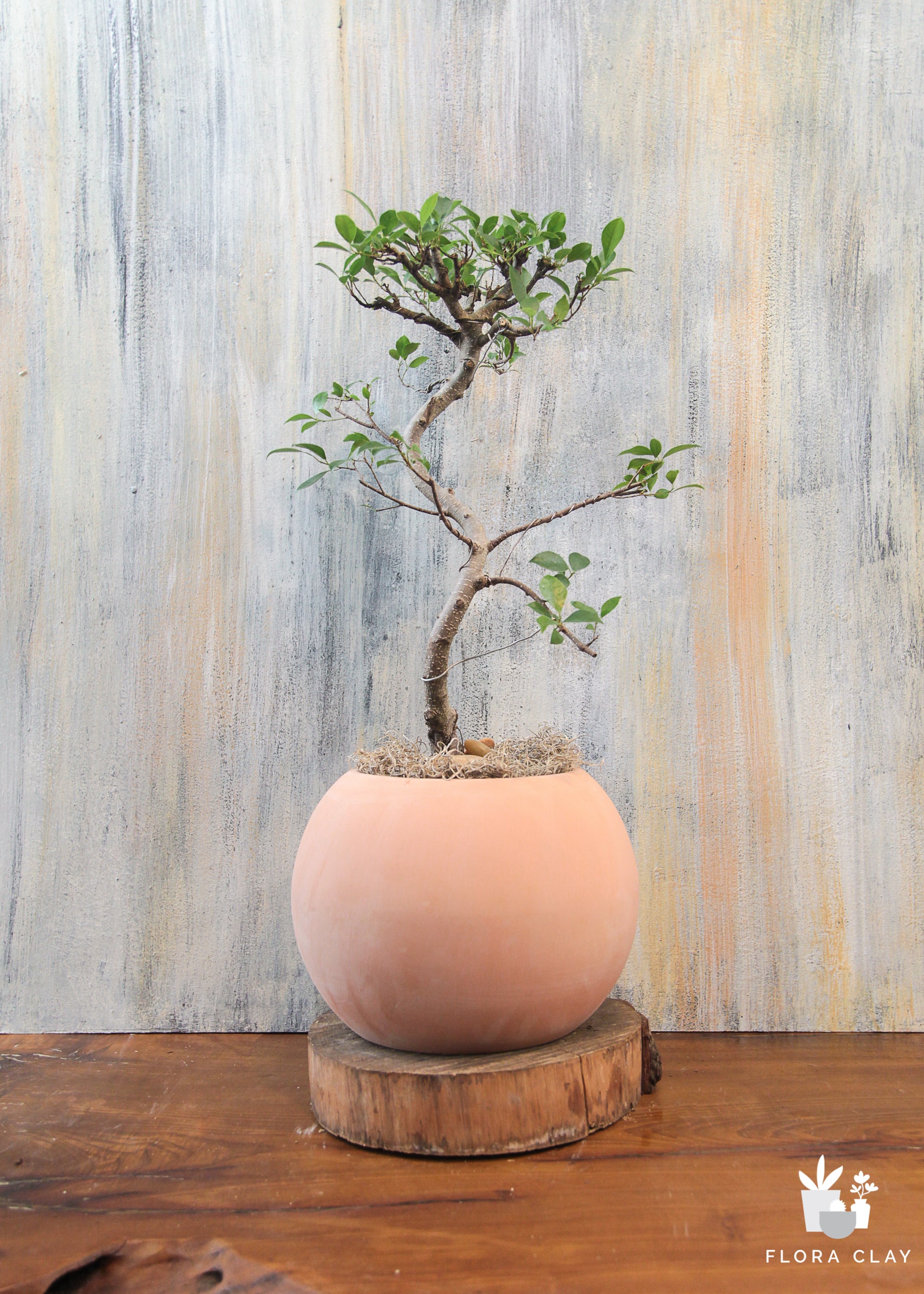 ficus-bonsai-red-2_887d4036-fb92-4c07-9e12-5f80bc69f5c1.jpg