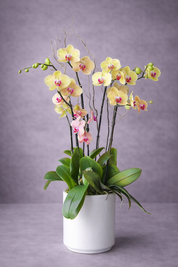 Potted orchid with yellow and pink flowers on a gray background